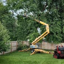 How Our Tree Care Process Works  in  Raytown, MO