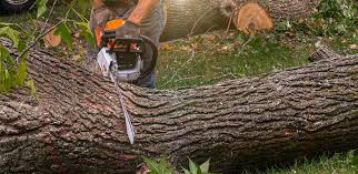  Raytown, MO Tree Services Pros