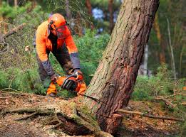 Best Tree and Shrub Care  in Raytown, MO