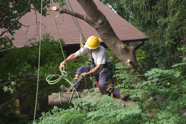 Best Commercial Tree Services  in Raytown, MO