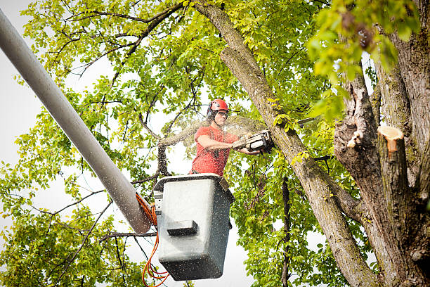 Best Tree Cabling and Bracing  in Raytown, MO