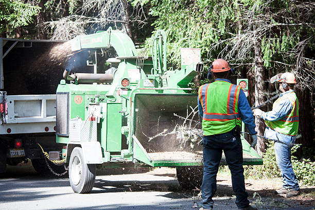 Best Root Management and Removal  in Raytown, MO