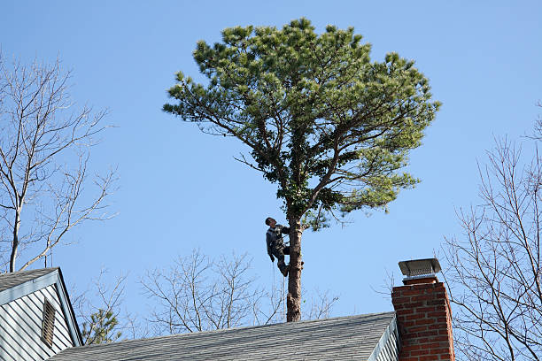 Professional Tree Services in Raytown, MO